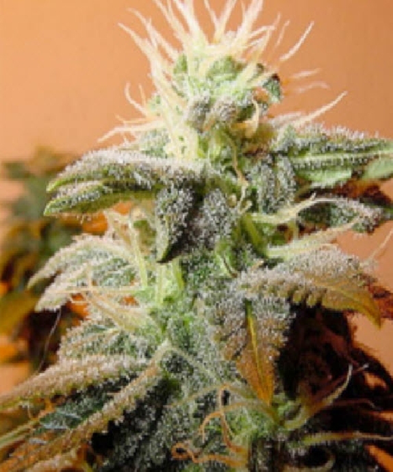 Indoor Mix von Female Seeds