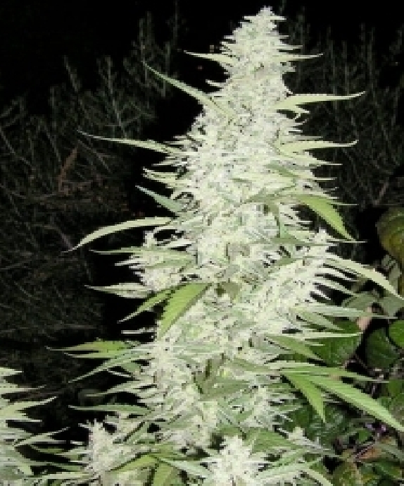 Maroc von Female Seeds
