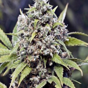 Pure AK von Female Seeds