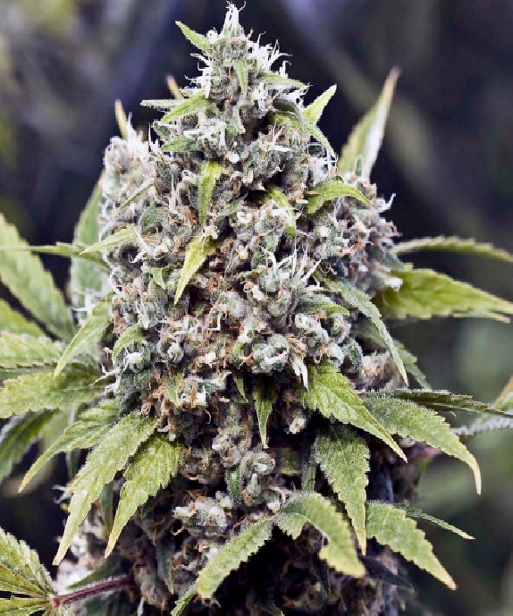Pure AK von Female Seeds