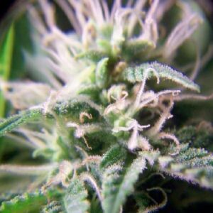 Purple Maroc von Female Seeds