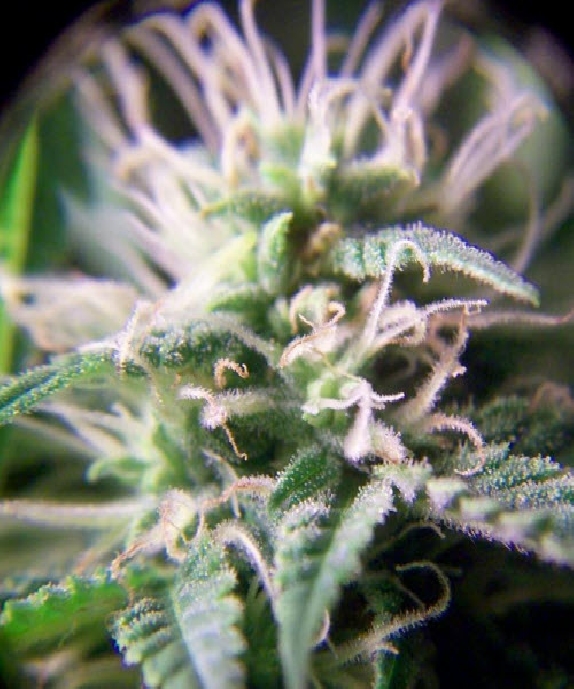 Purple Maroc von Female Seeds