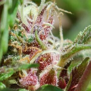 Red Purps von Female Seeds