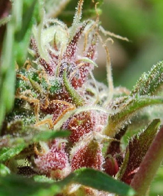 Red Purps von Female Seeds