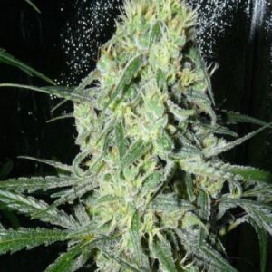 Sexbud von Female Seeds