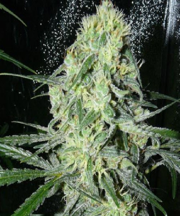 Sexbud von Female Seeds