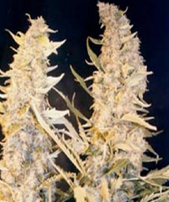 Skunk Special von Female Seeds