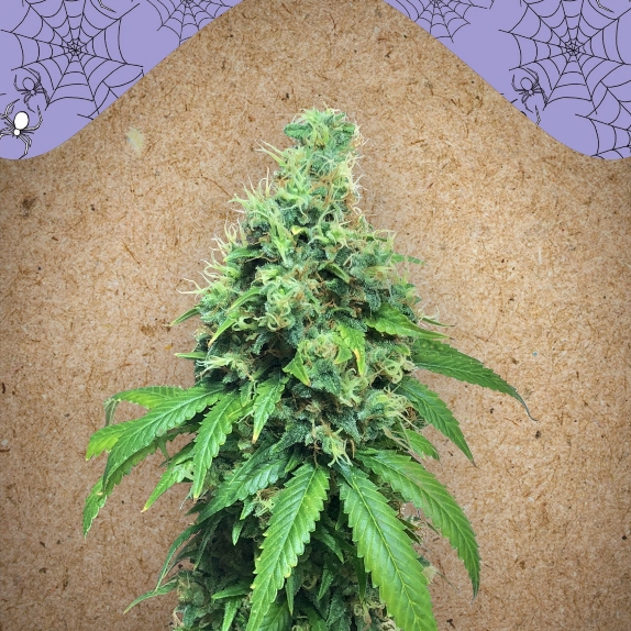 White Widow x Big Bud von Female Seeds