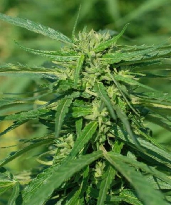 CBD Terra Italia von Female Seeds
