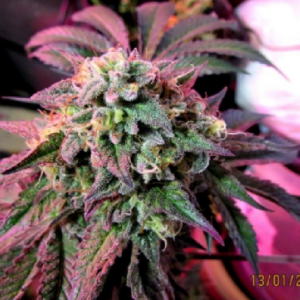 Cherry Pie von Female Seeds