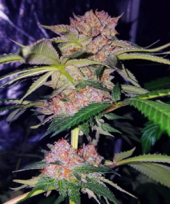 Mimosa Champagne von Female Seeds