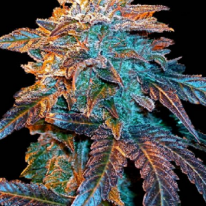 Auto Gelato von Female Seeds