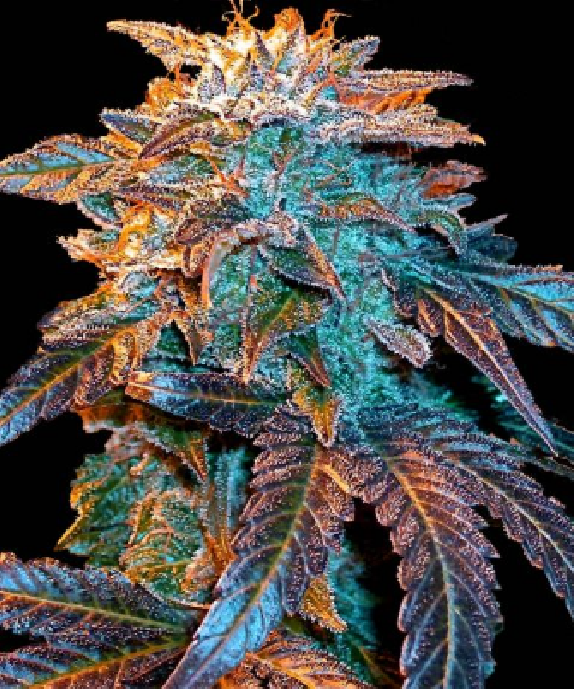 Auto Gelato von Female Seeds