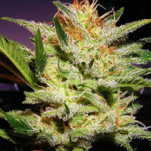 Amnesia von Nirvana