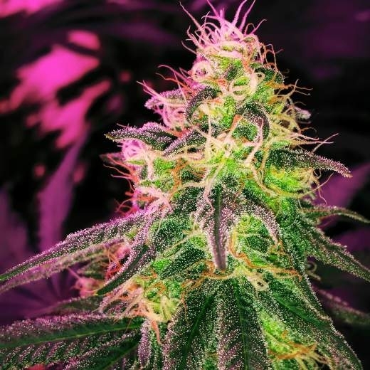 Blackjack Auto von Nirvana