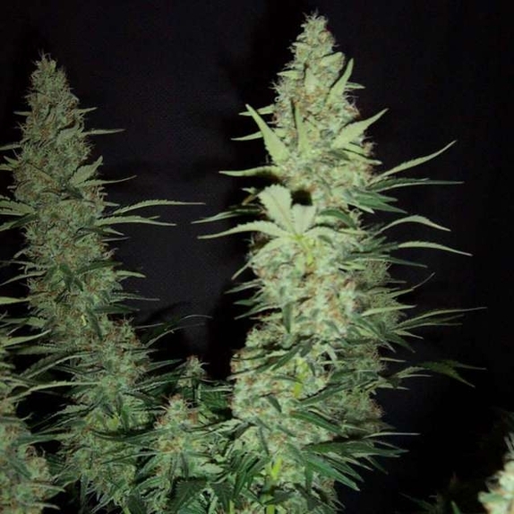 Hawaii Maui Waui Auto von Nirvana