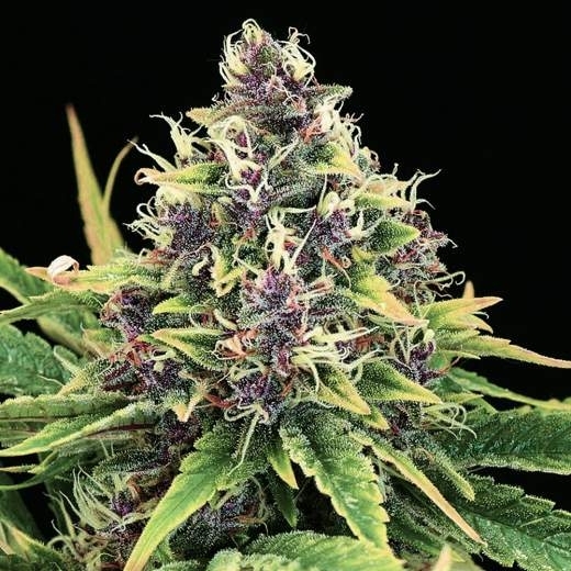 Hindu Kush Auto von Nirvana