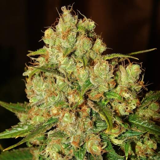 Master Kush Auto von Nirvana