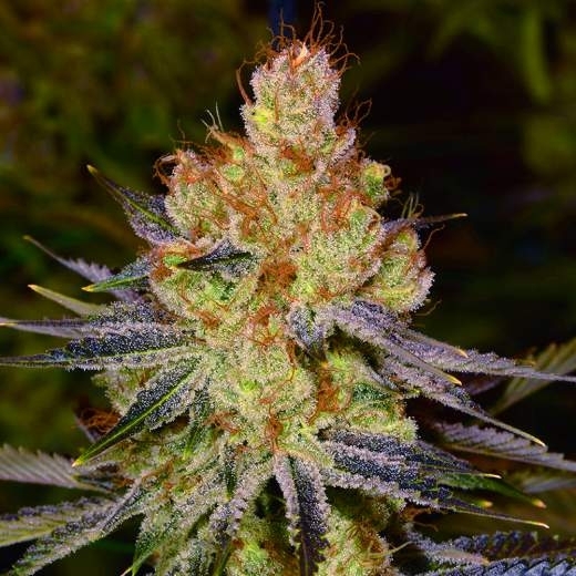 Orange Bud Auto von Nirvana