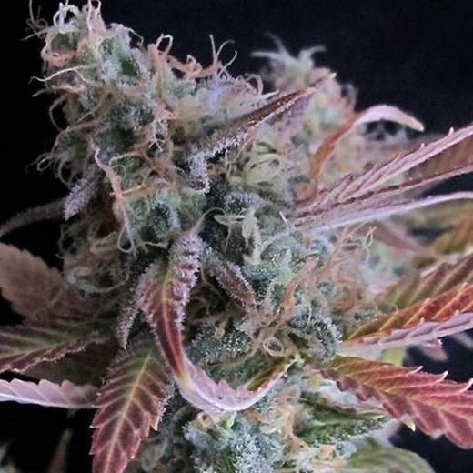 Raspberry Cough Auto von Nirvana