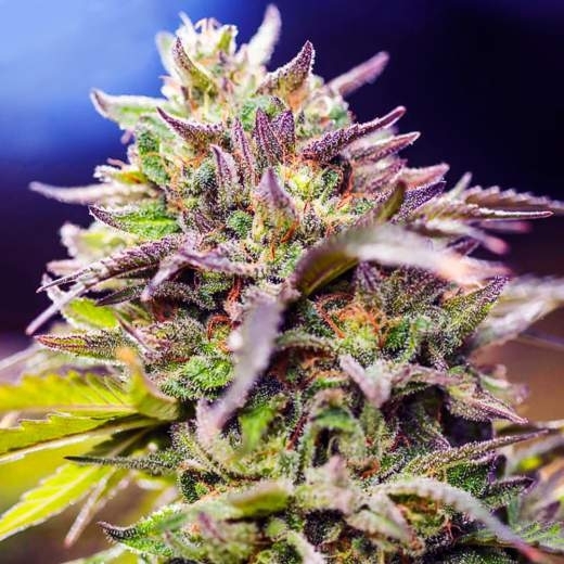 Skunk #1 Auto von Nirvana
