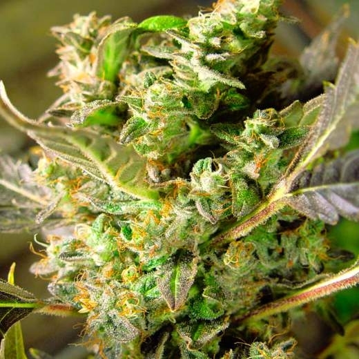 Somango XXL Auto von Nirvana