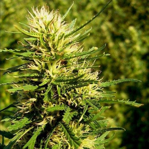 Super Skunk Auto von Nirvana