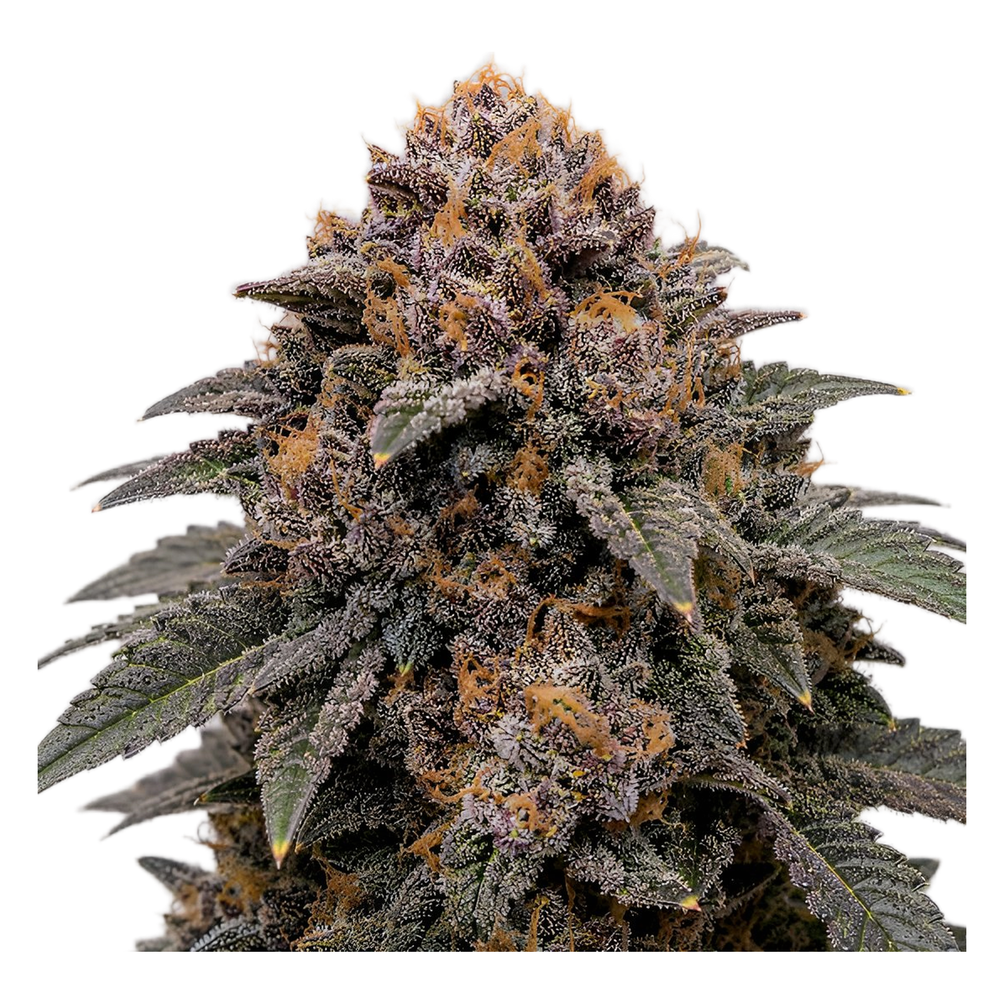 Blueberry Bud von Sagarmatha Seeds