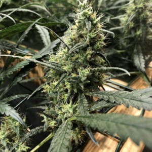 Afghan Haze von Mr Nice