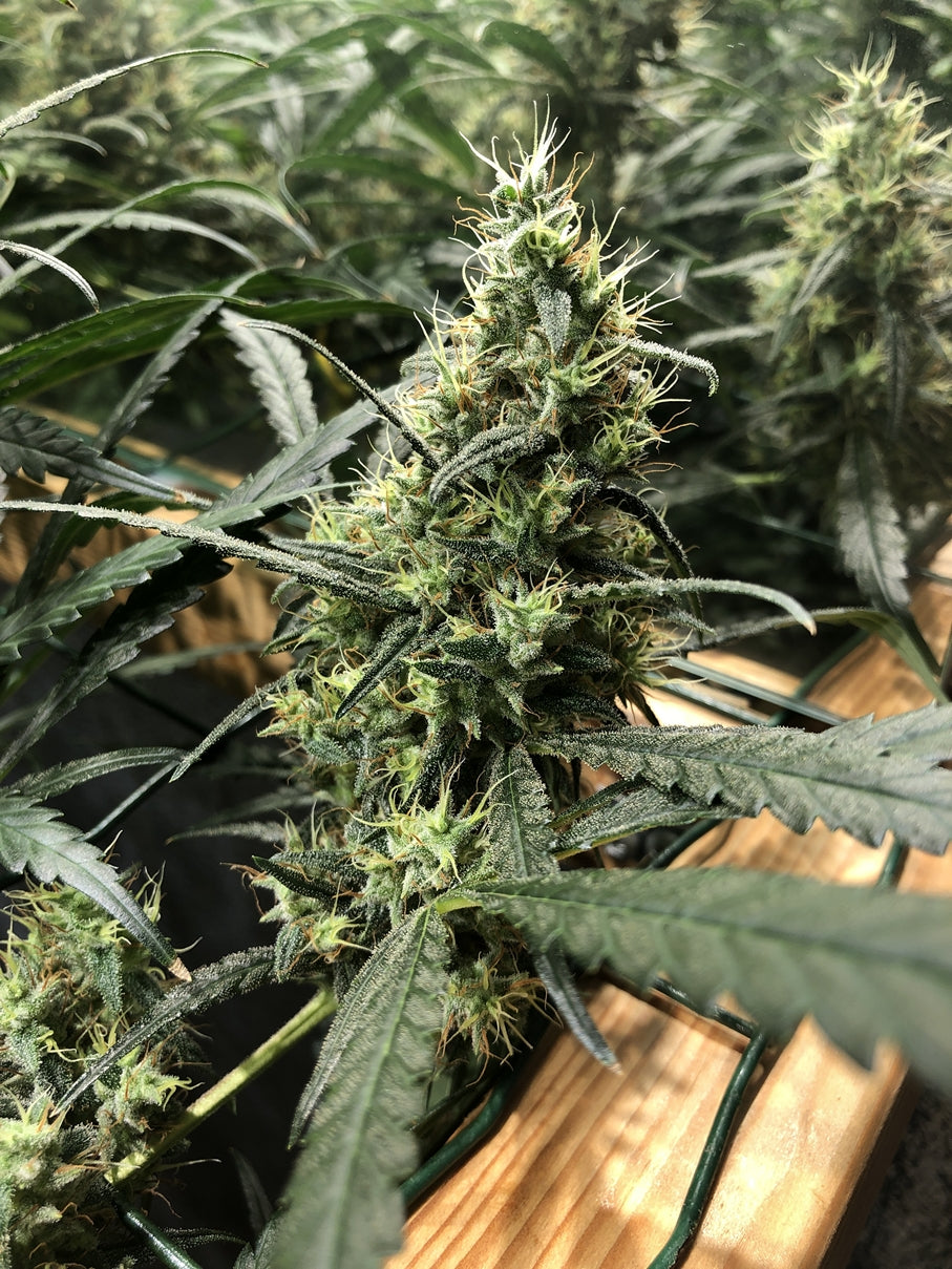 Afghan Haze von Mr Nice