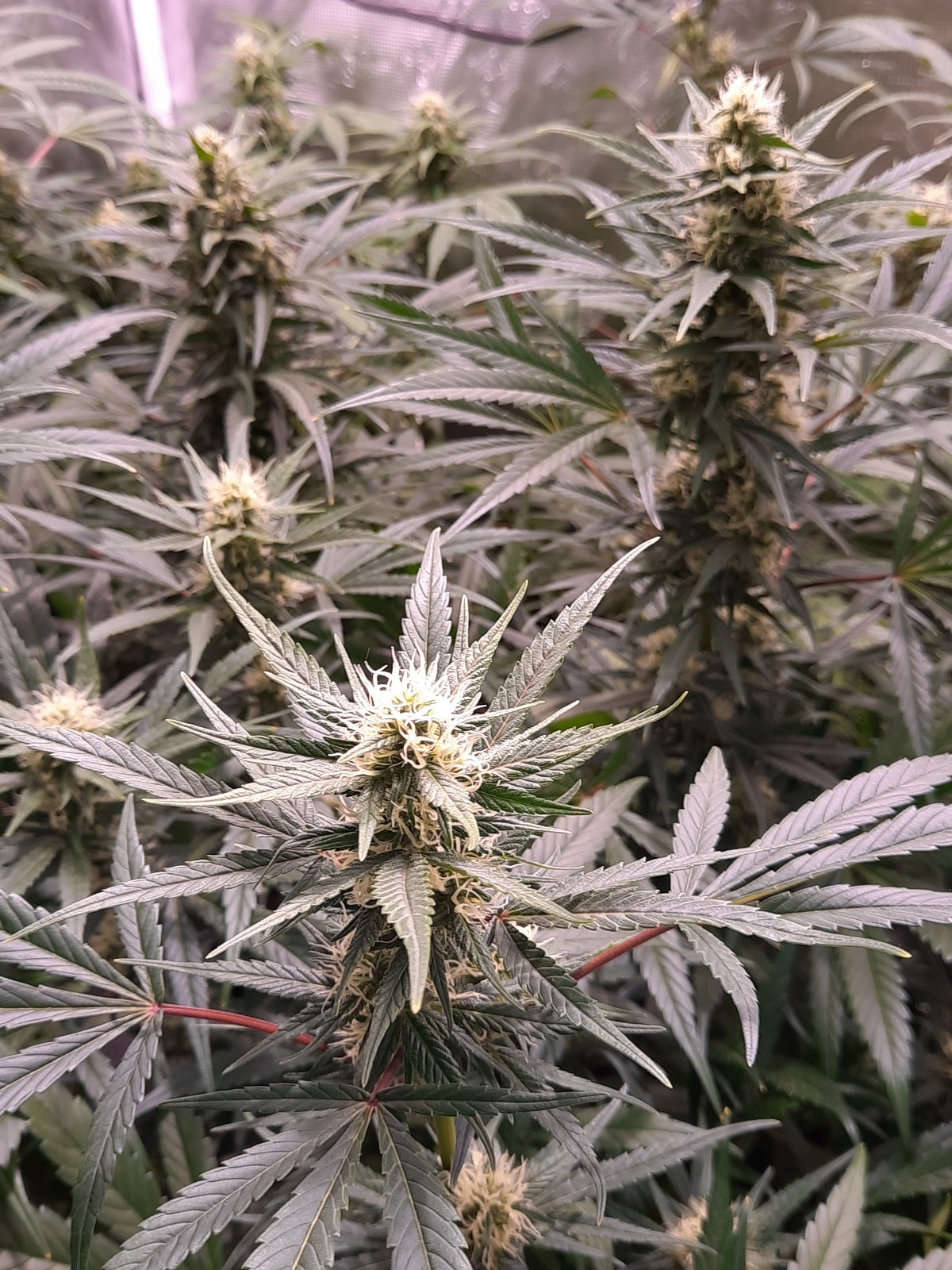 Early Skunk Haze von Mr Nice