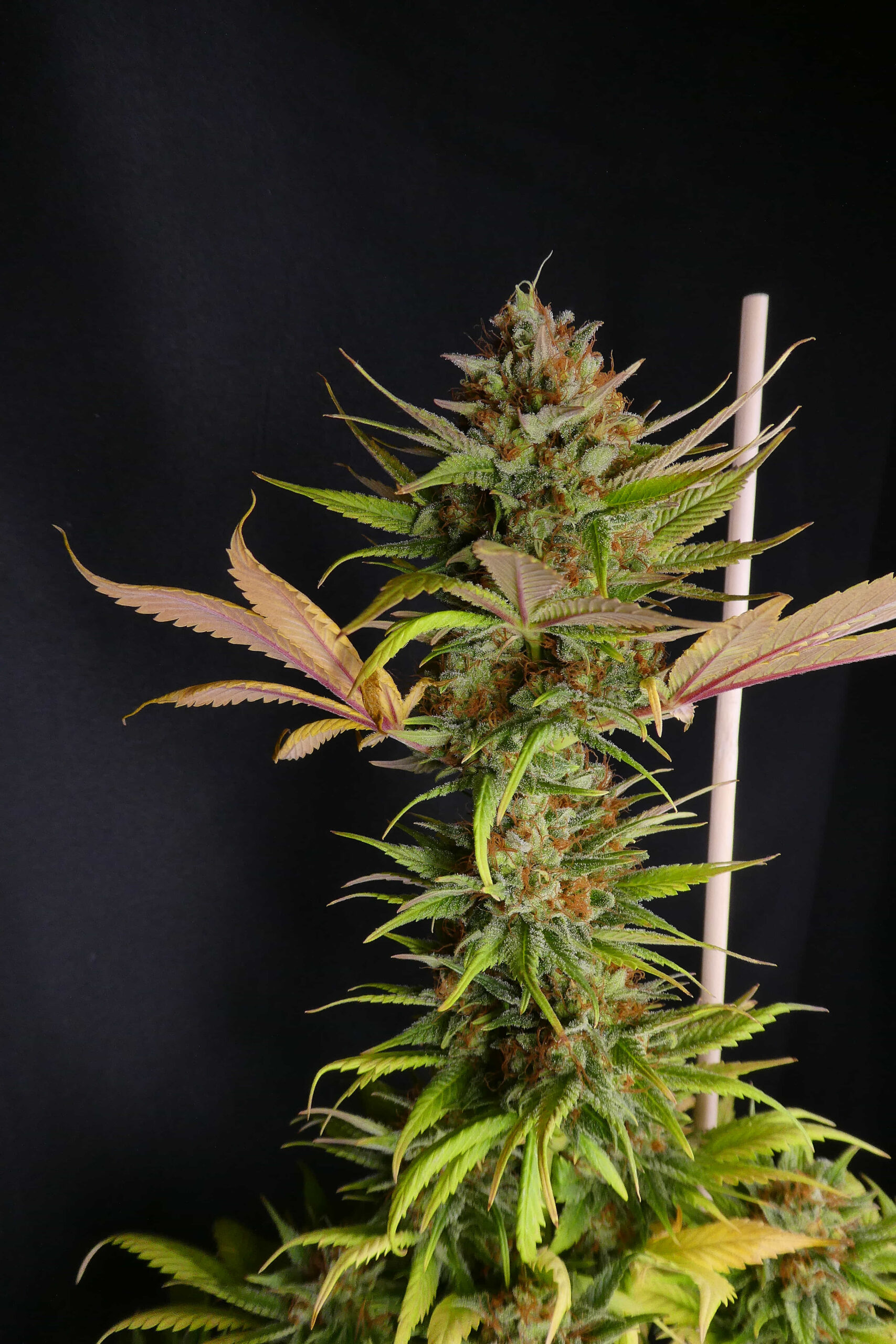 Black Widow von Mr Nice