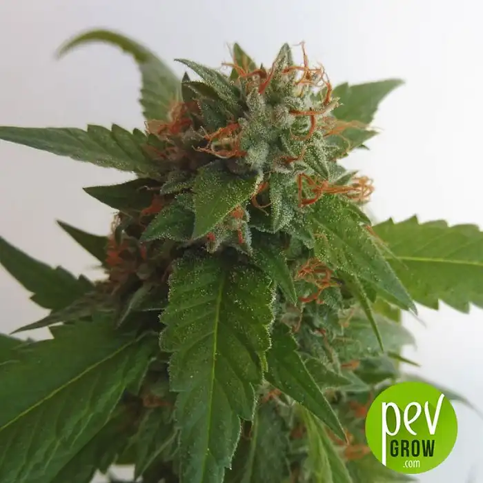 Cataract Kush von DNA Genetics