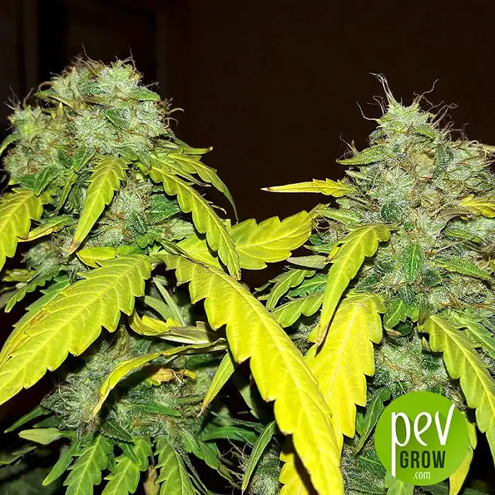 Bubblelicious Auto von Nirvana