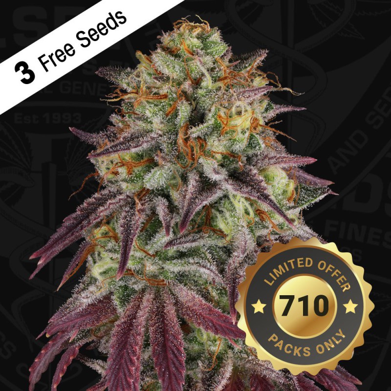 Hazanana von T.H. Seeds