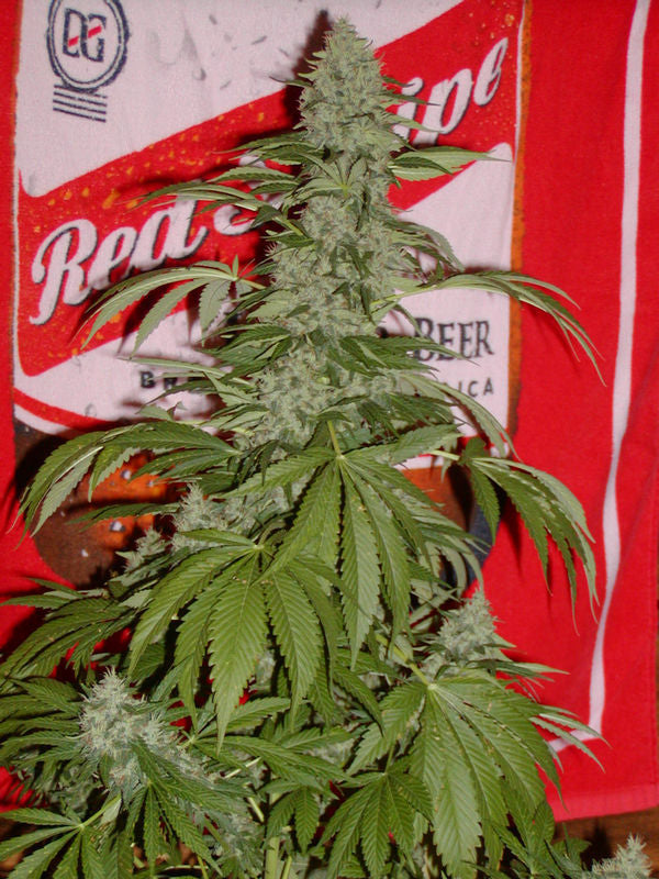 G13 x Widow von Mr Nice