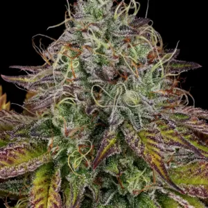 Apricot Candy von Paradise Seeds