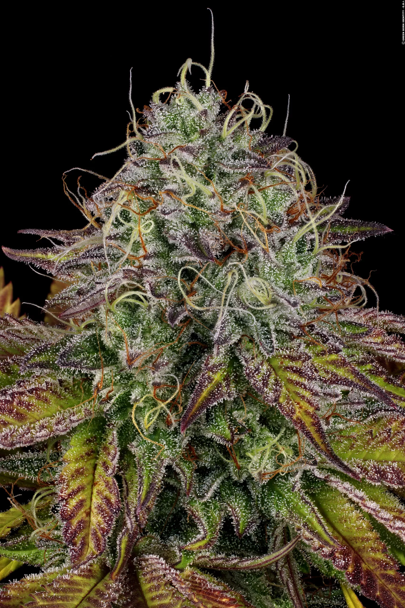 Apricot Candy von Paradise Seeds