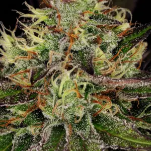 Chocolate Wafflez von Paradise Seeds
