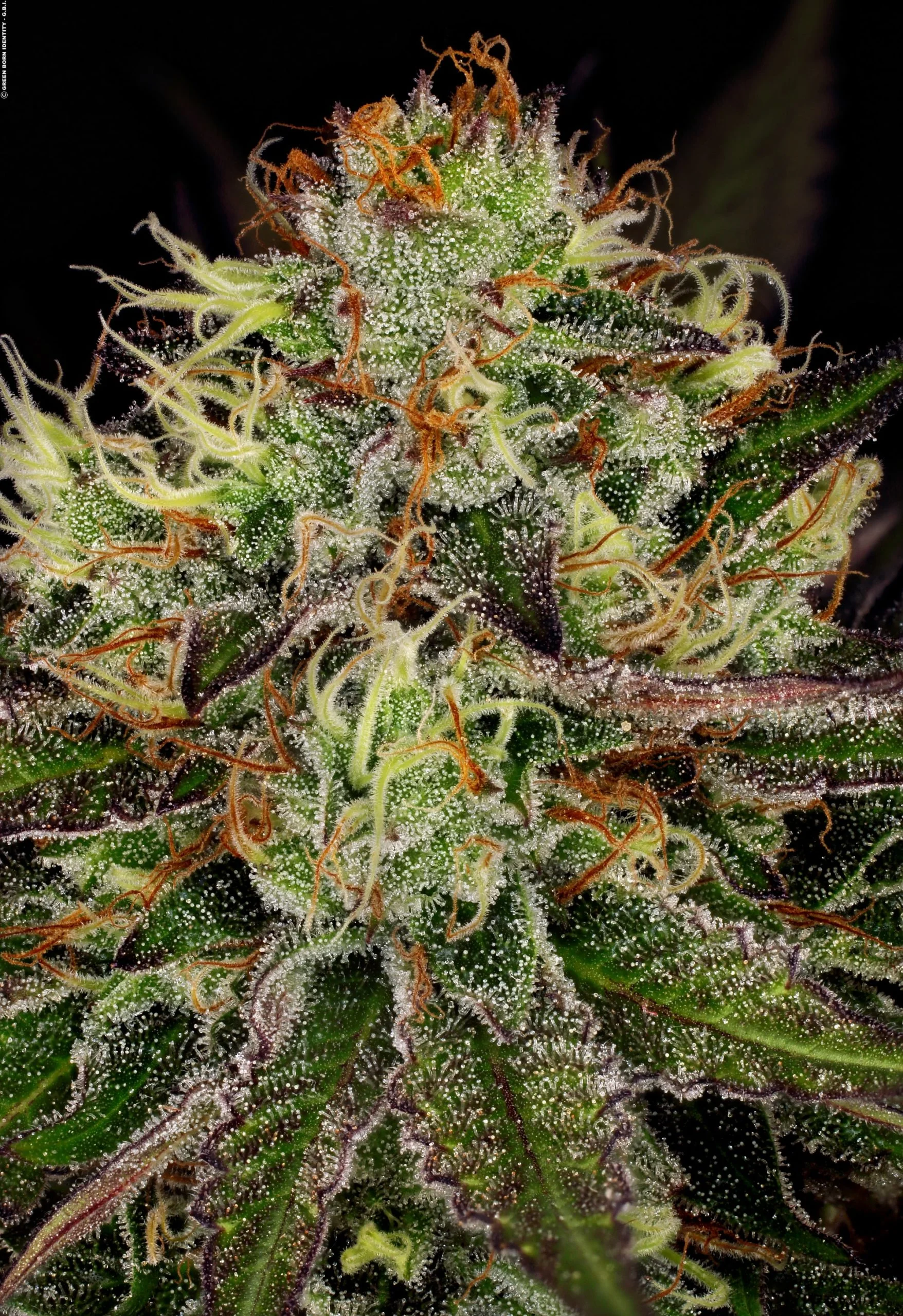 Chocolate Wafflez von Paradise Seeds