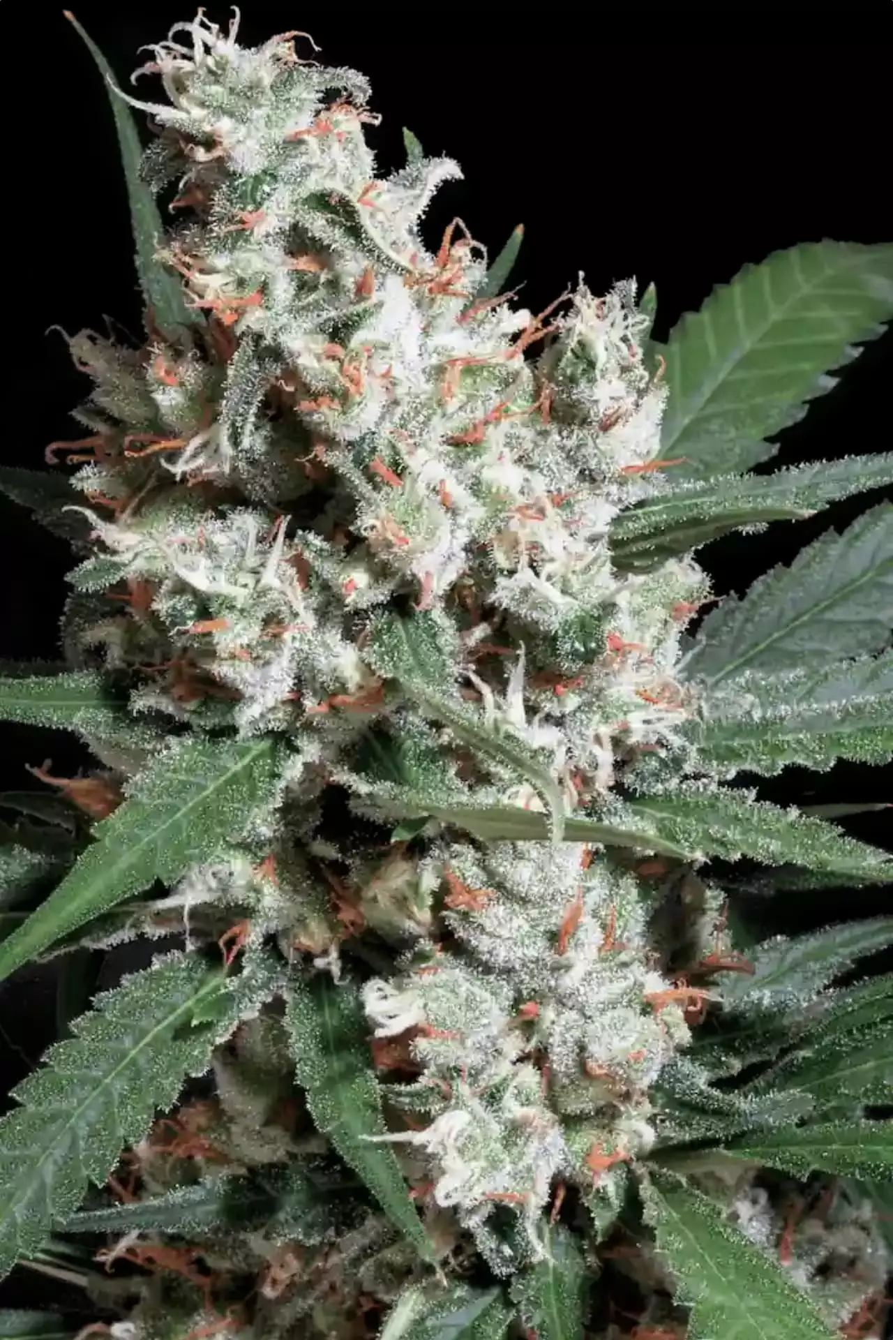 L.A. Amnesia von Paradise Seeds