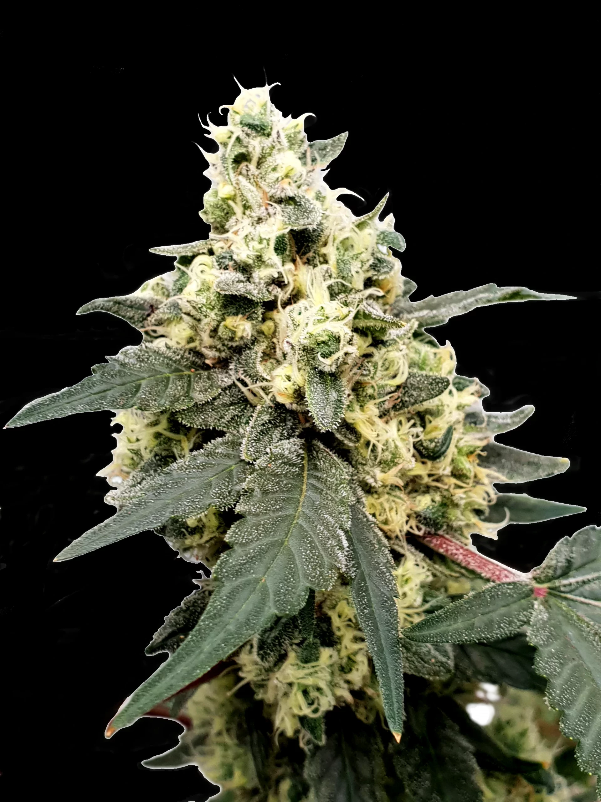Lemonade Auto von Paradise Seeds