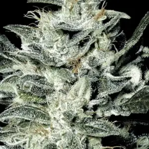 Sensi Star von Paradise Seeds