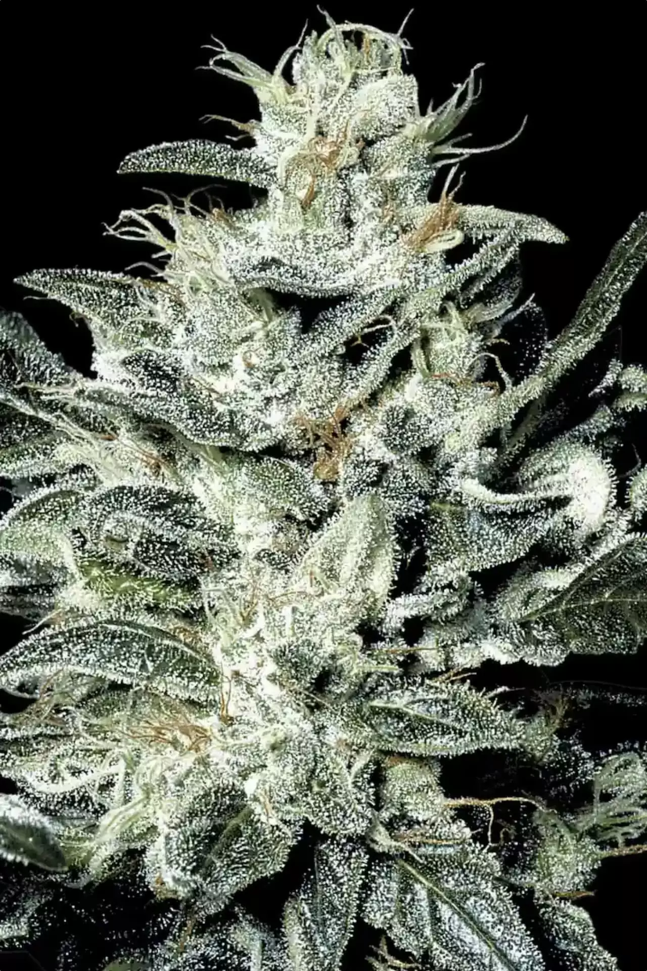 Sensi Star von Paradise Seeds