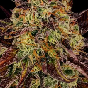 Tangerine Sorbet von Paradise Seeds