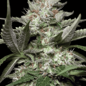 Auto Kong von Paradise Seeds