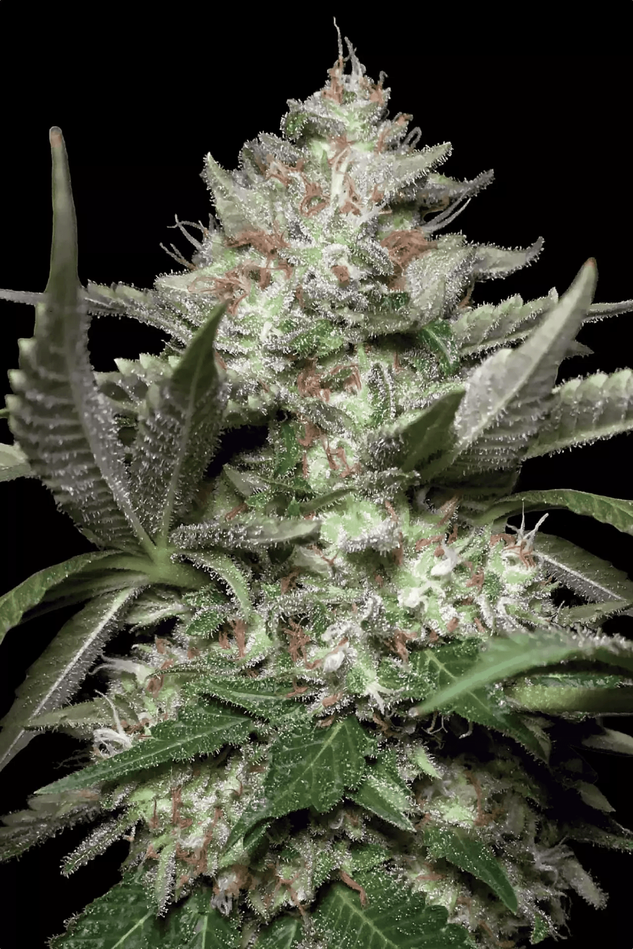 Auto Kong von Paradise Seeds
