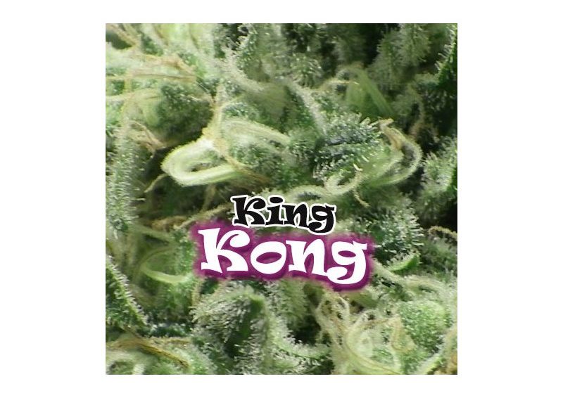 King Kong von Dr Underground