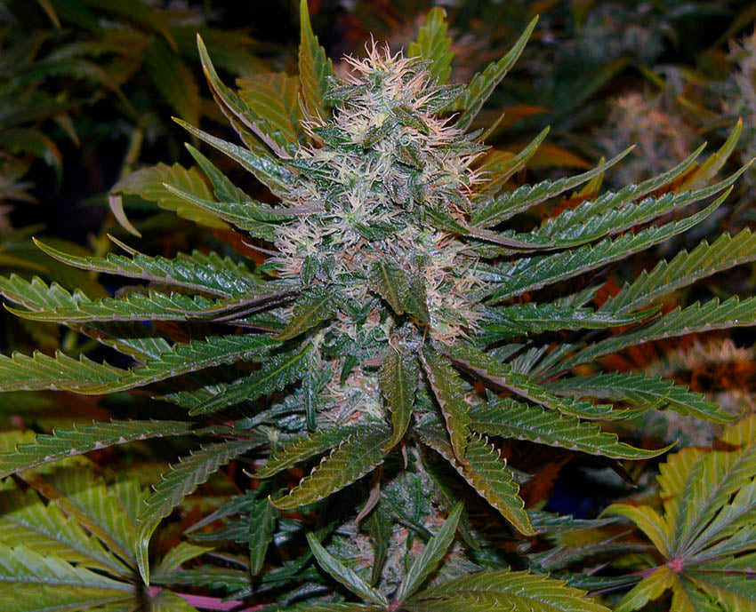 Critical Mass von Mr Nice