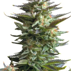 Amnesia Haze von Royal Queen Seeds